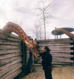 Une fille avec des girafes