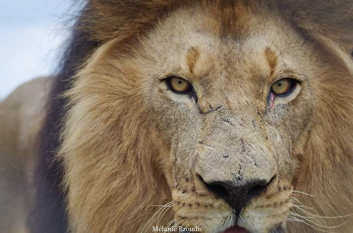 Le regard du lion