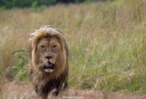 Bobcat dans la brousse