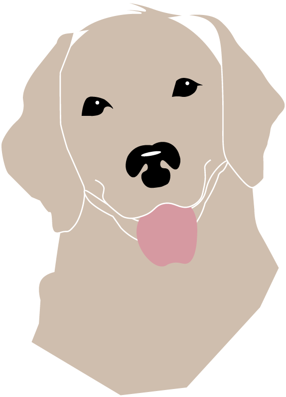La tête d'un chien, la race golden retriever