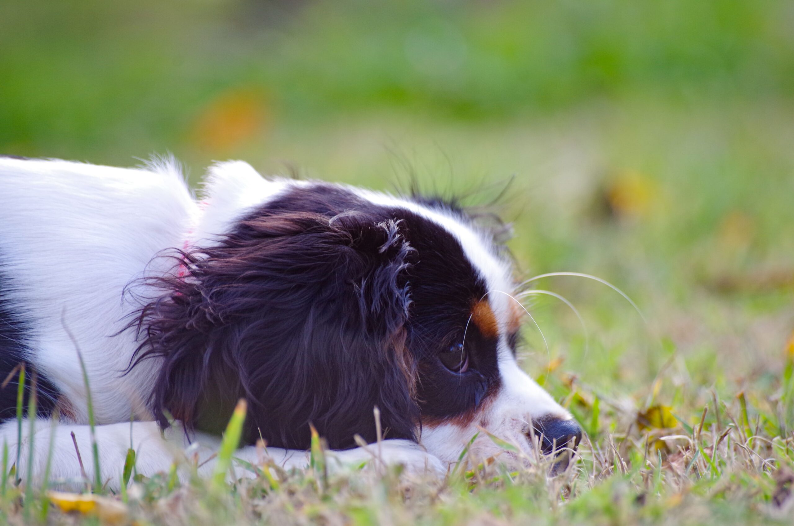 Maya qui se repose dans l'herbe petit Cavalier King Charles séance photo "complices"