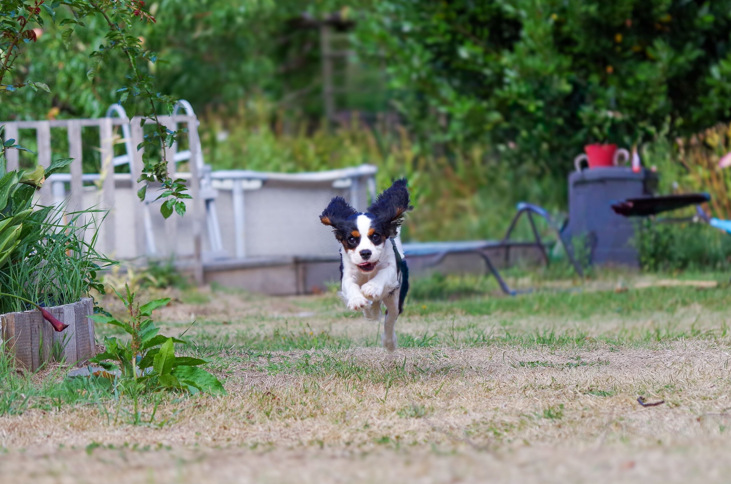 Maya petite Cavalier King Charles de 5 mois en pleine course de jeu séance photo "complices"