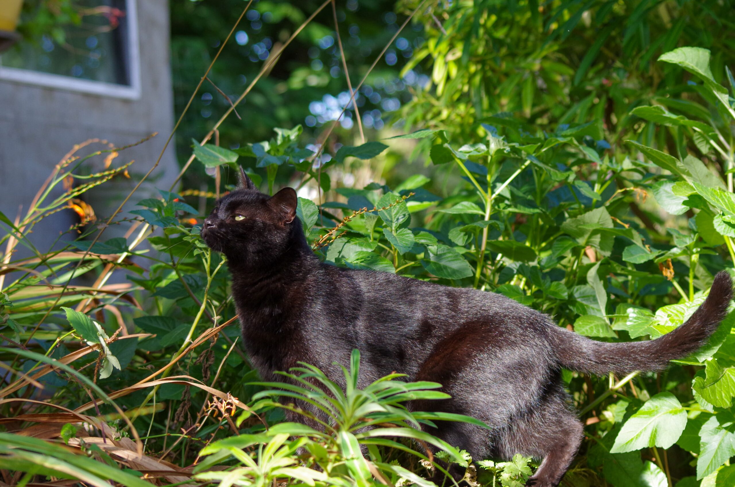 Noxi chat noir qui regarde l'arbre sur lequel il veux grimper séance photo "complices"