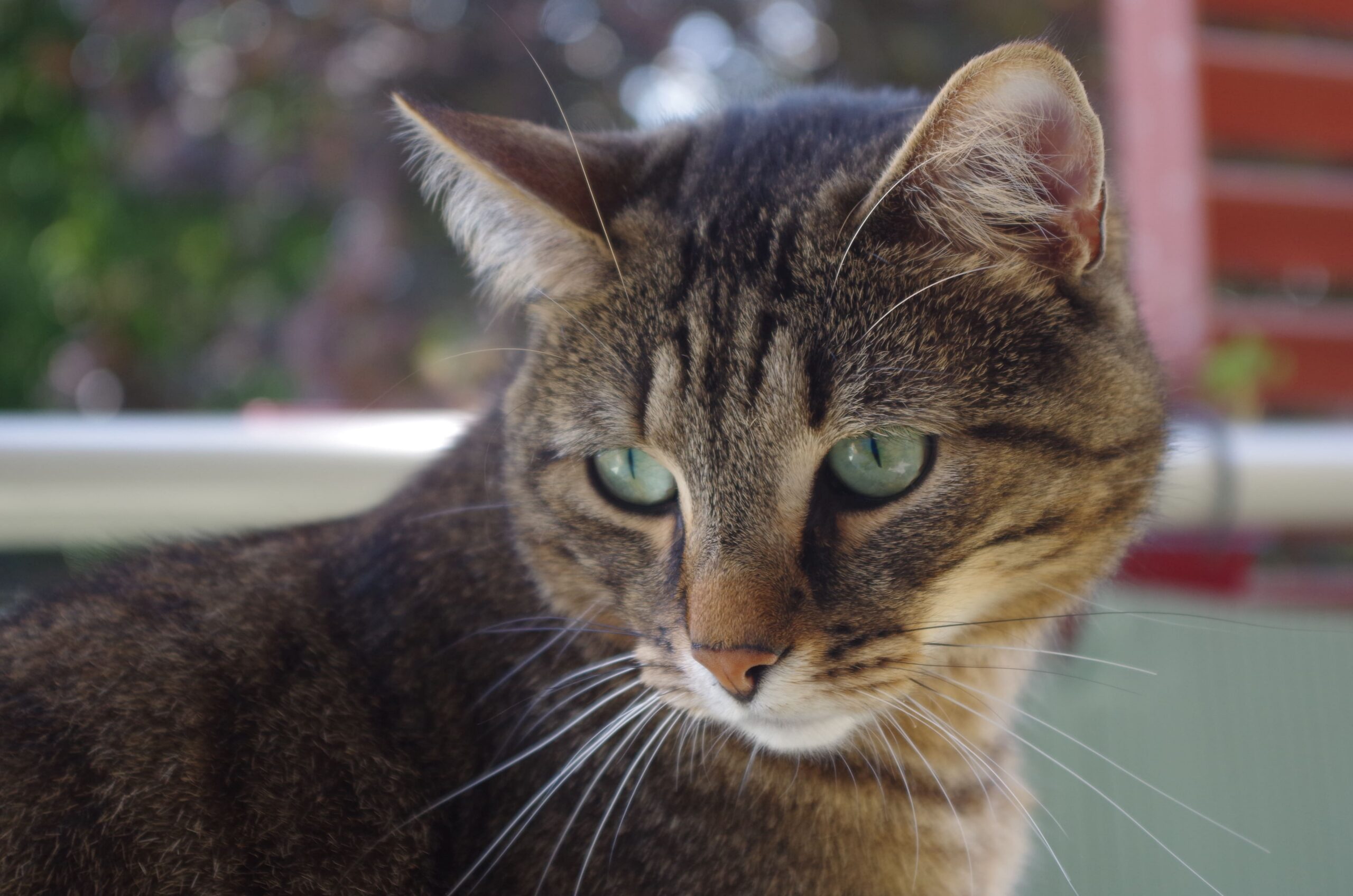 Un chat tigré marron qui regarde vers le bas